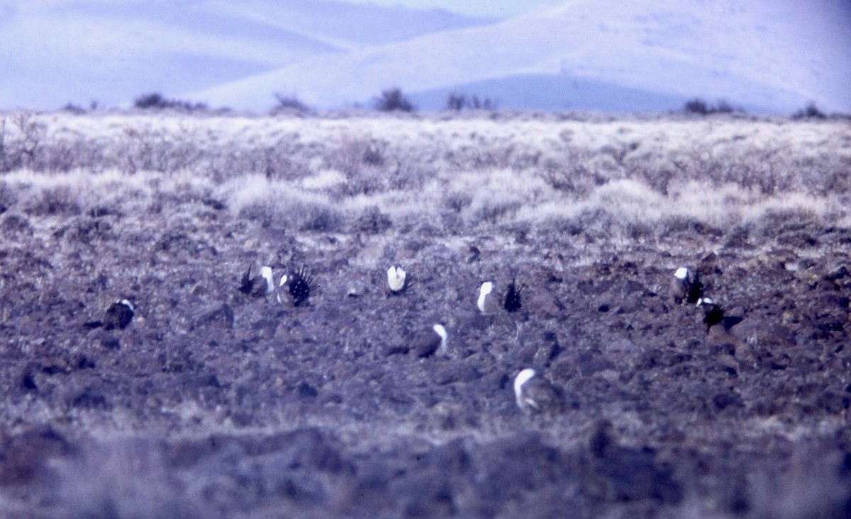 Greater Sage-Grouse - Van Remsen