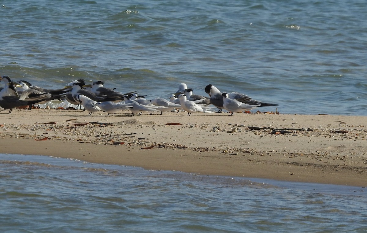 Black-naped Tern - ML108977831