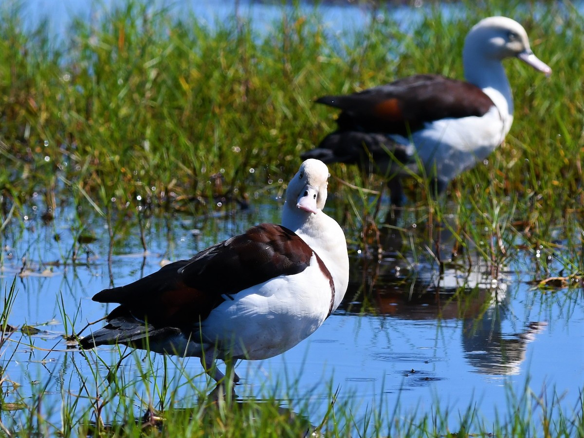 Radjah Shelduck - ML108978171