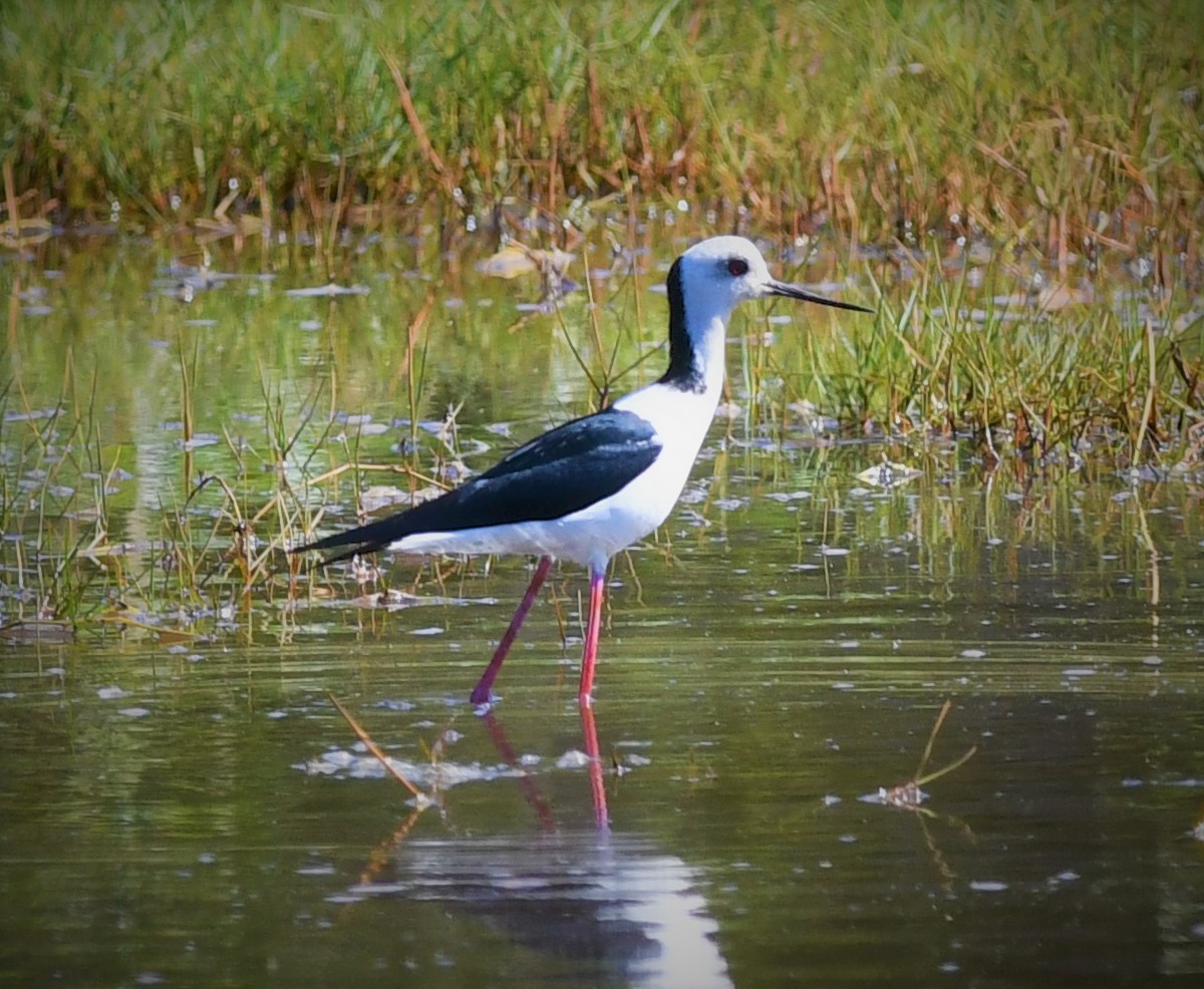 Pied Stilt - ML108978401