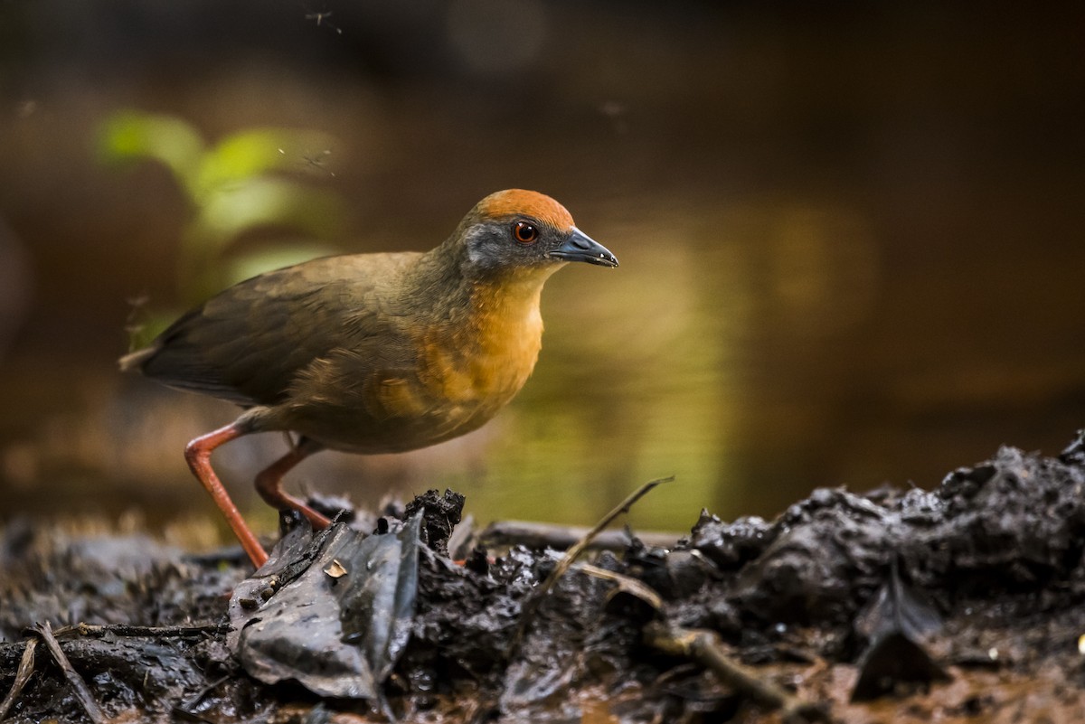 Russet-crowned Crake - ML108978451