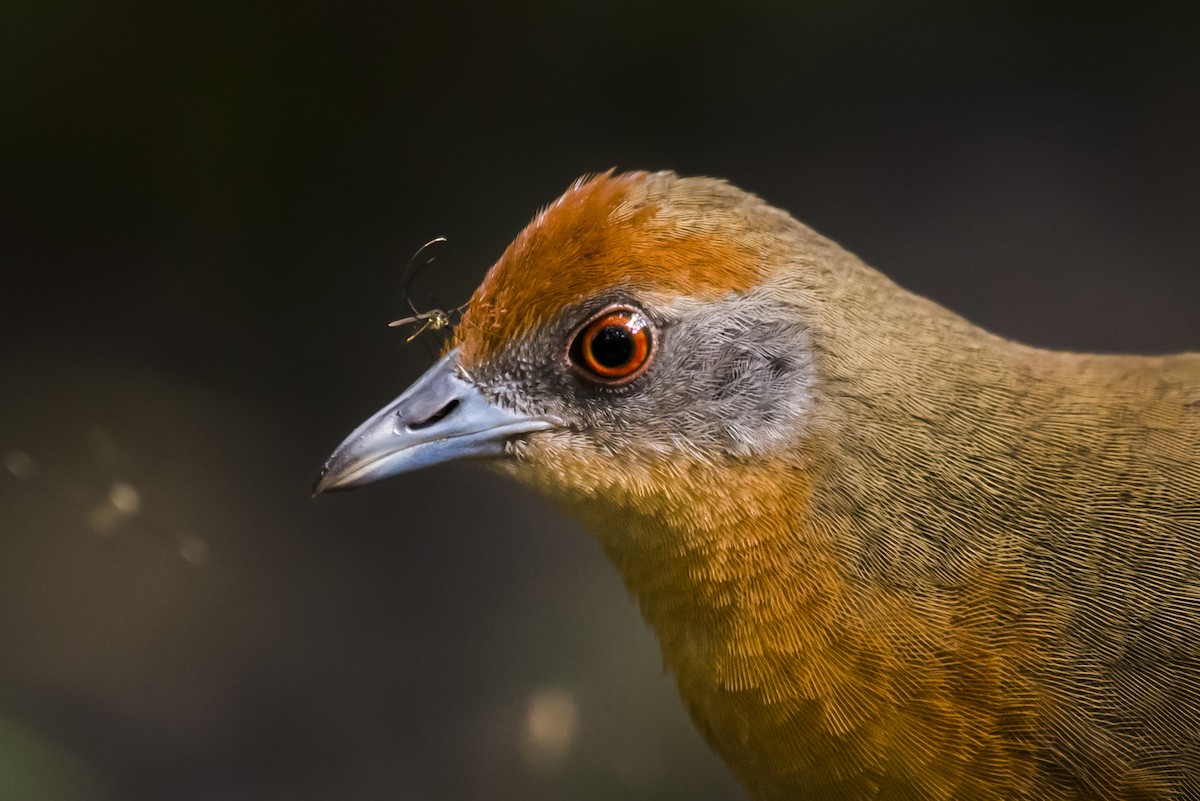 Russet-crowned Crake - ML108978481