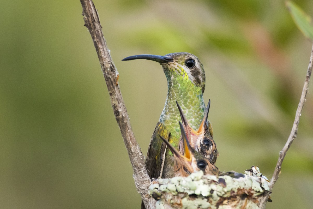 White-tailed Goldenthroat - ML108978541