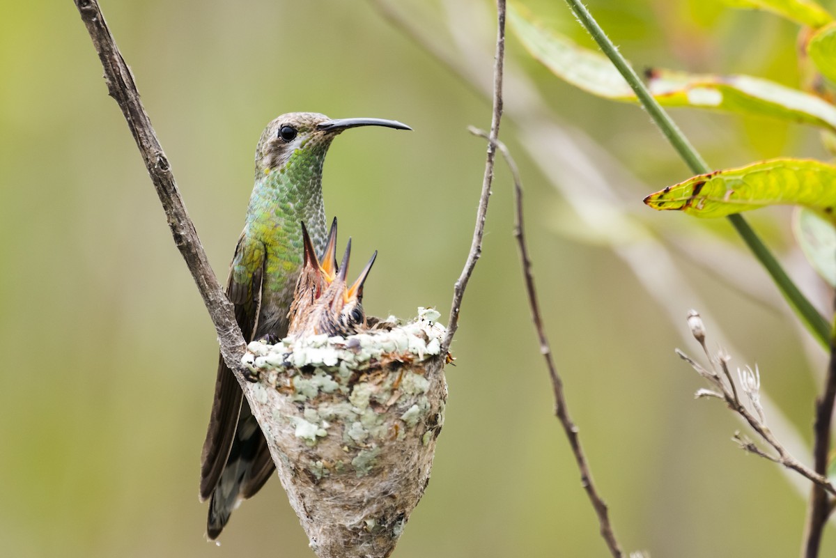 Colibrí Guainumbí - ML108978551