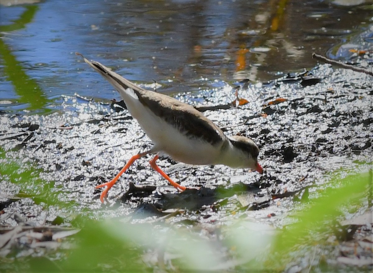 Black-fronted Dotterel - ML108978651