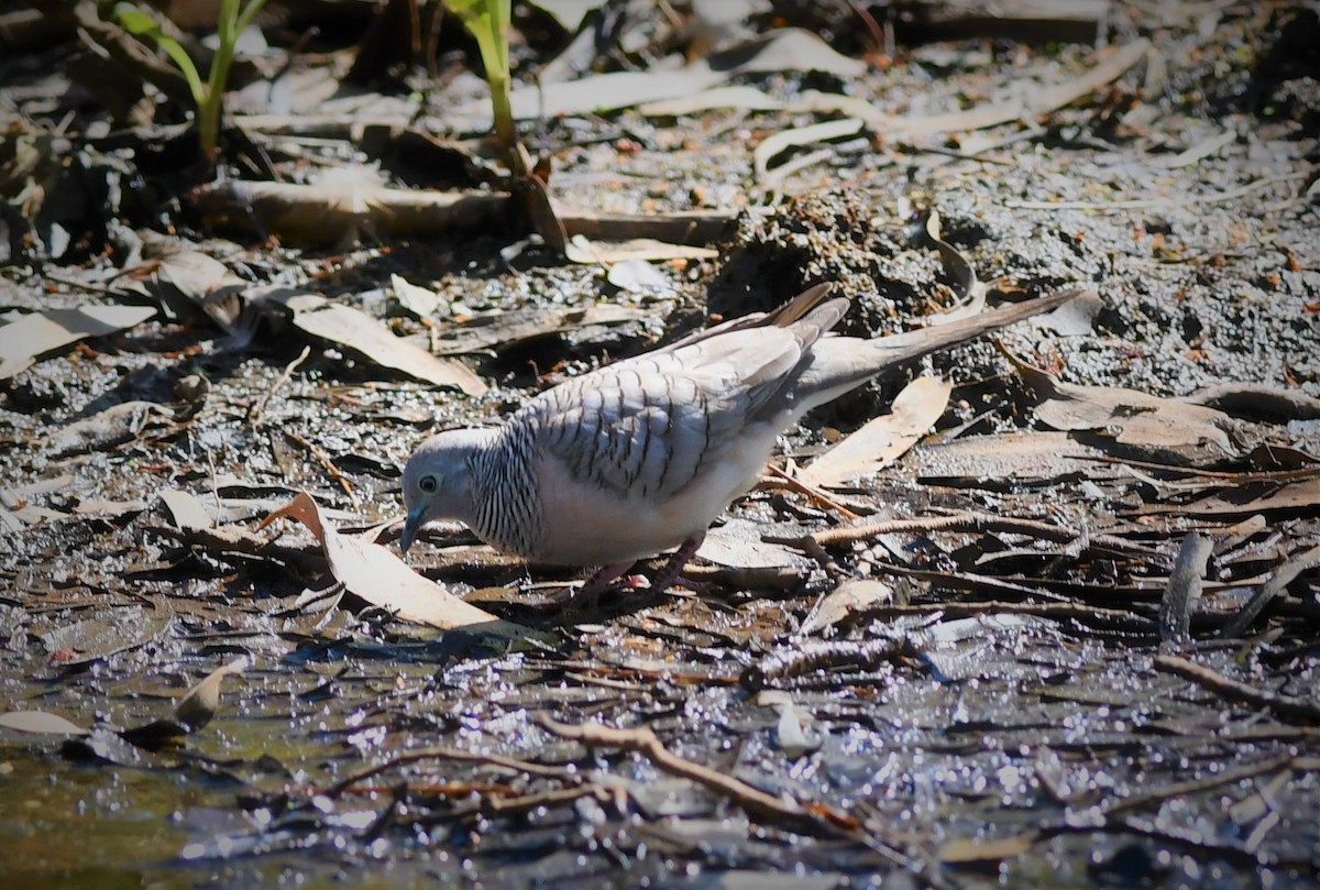 Peaceful Dove - ML108978751