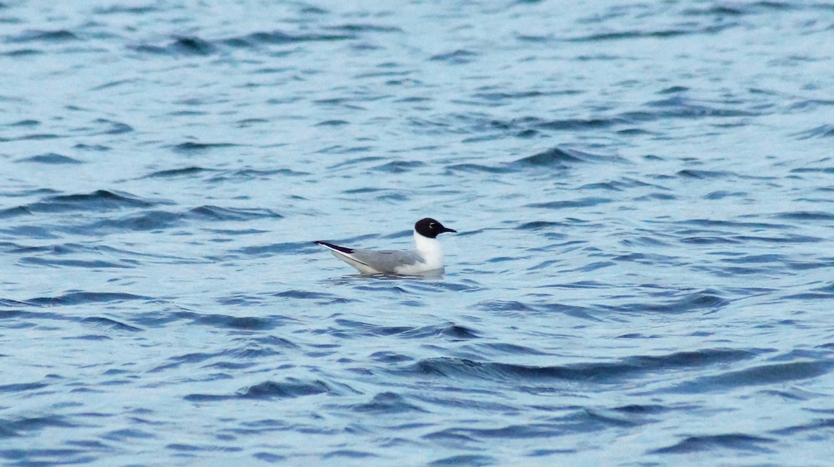 Bonaparte's Gull - ML108978771