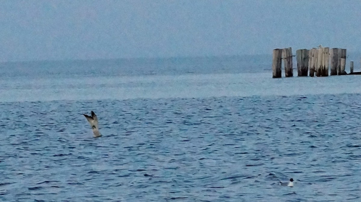 Northern Gannet - ML108978831