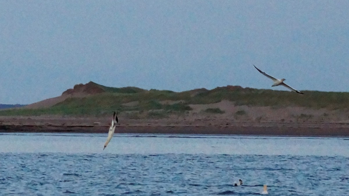 Northern Gannet - ML108978841