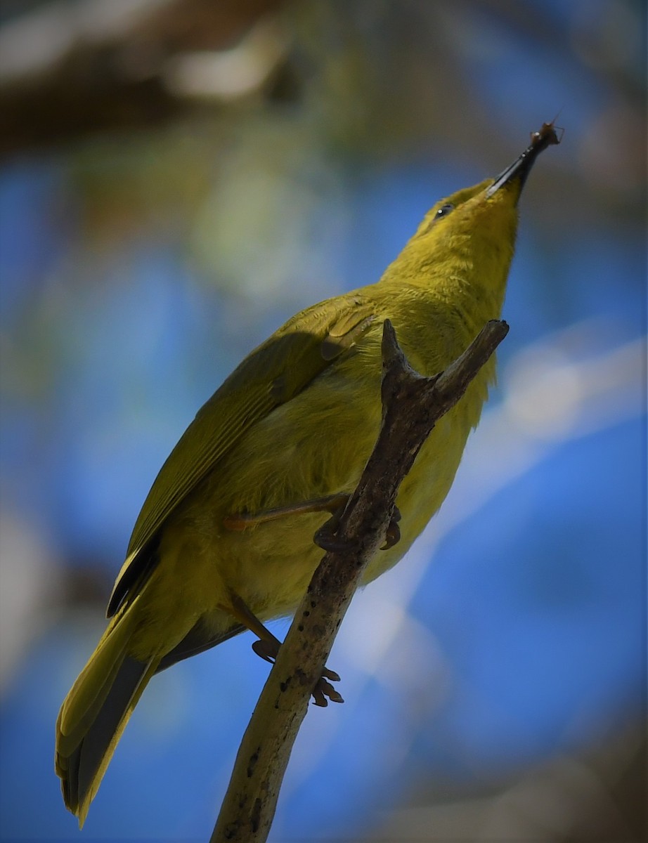 Yellow Honeyeater - ML108978851