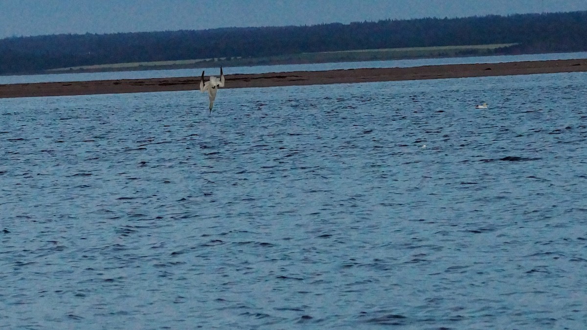 Northern Gannet - ML108978881