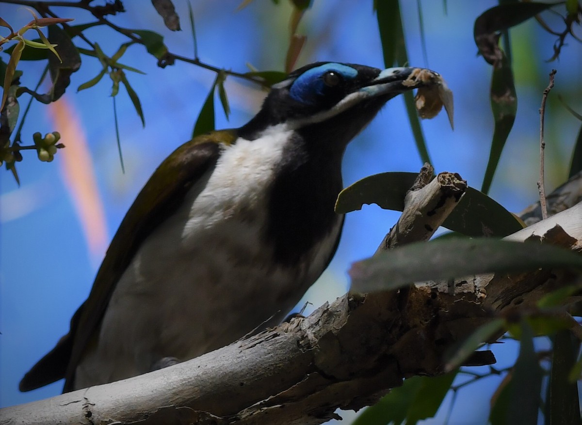 Blue-faced Honeyeater - ML108978991