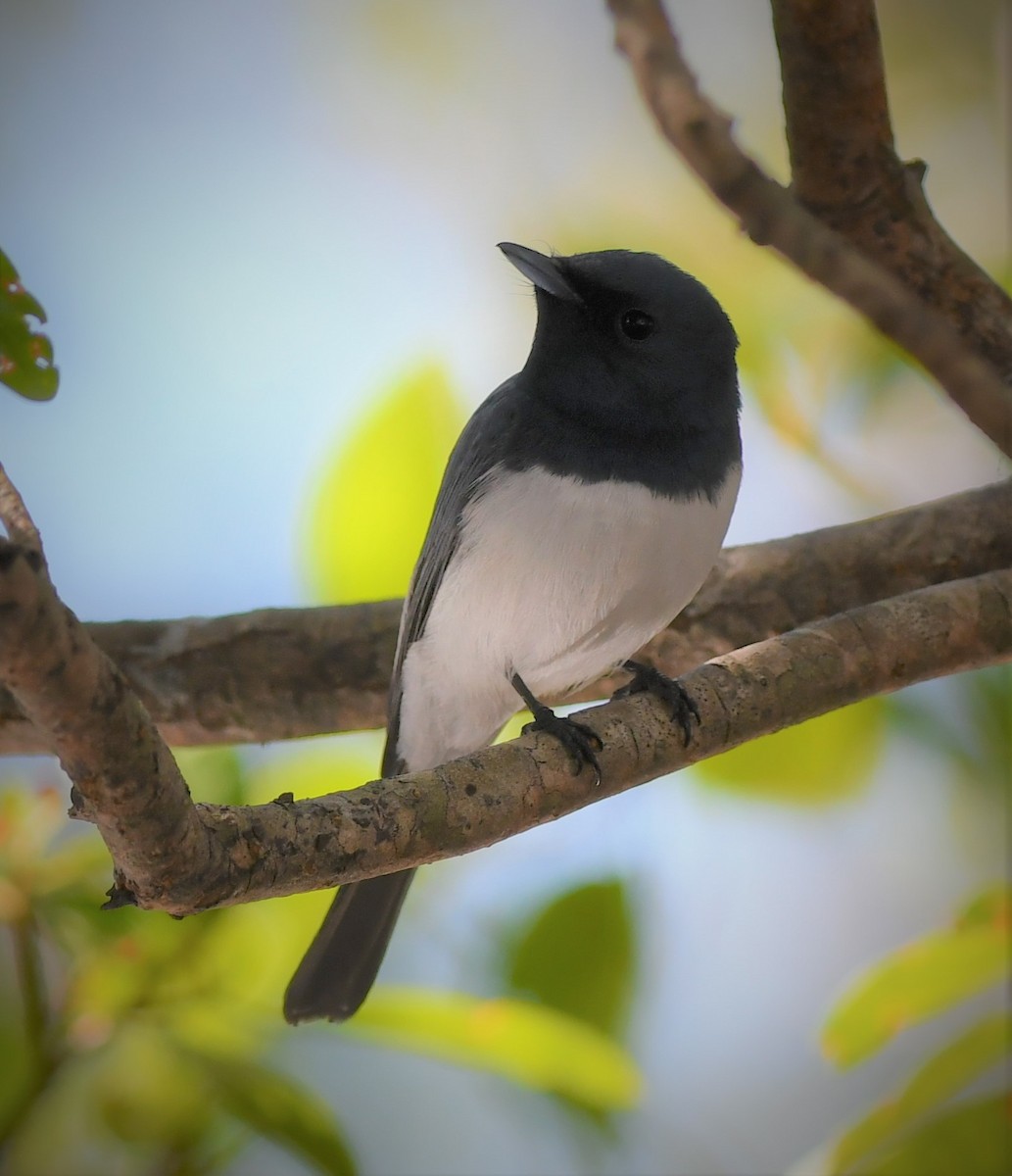 Leaden Flycatcher - ML108979271