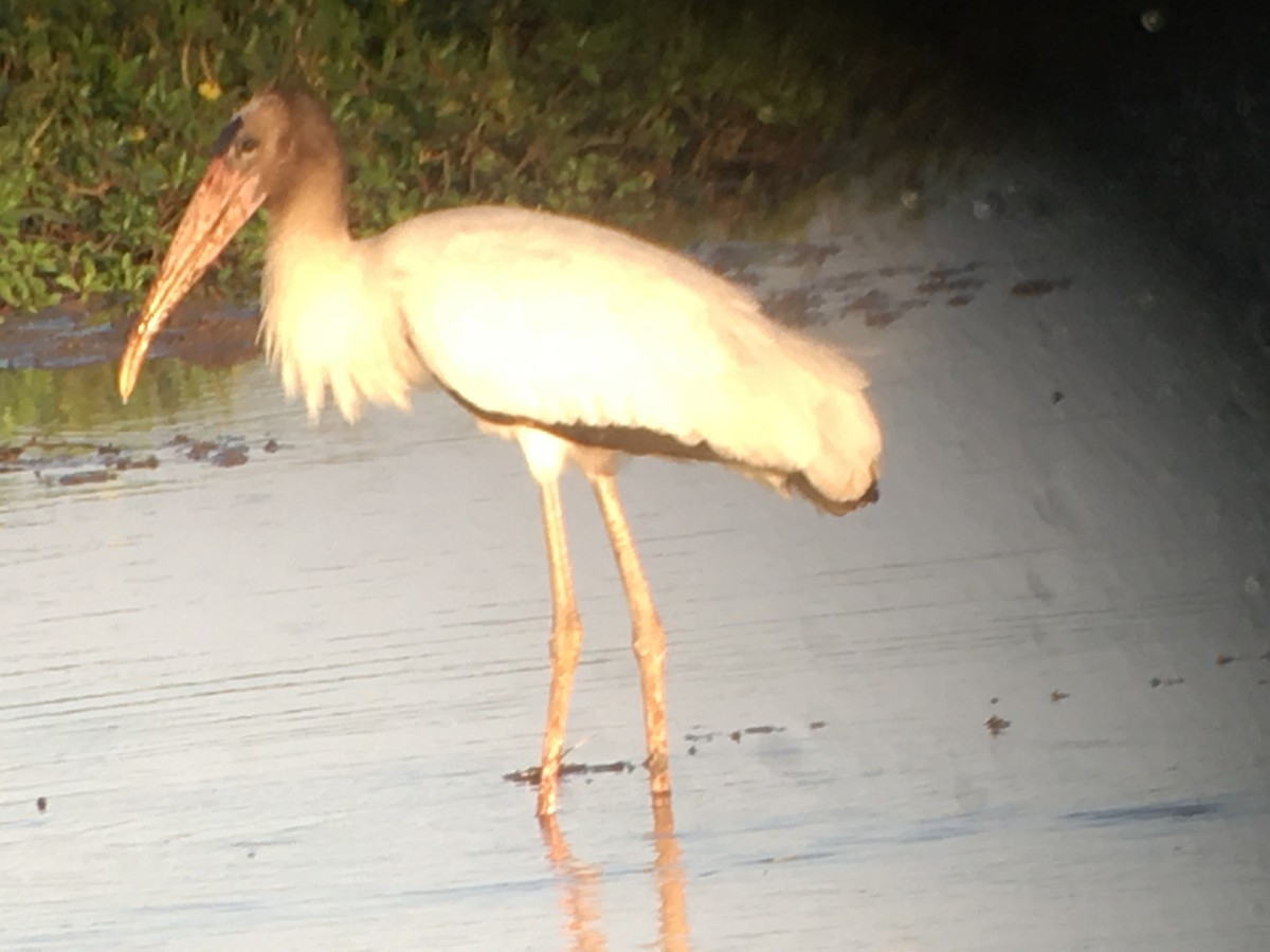 Wood Stork - steve martin