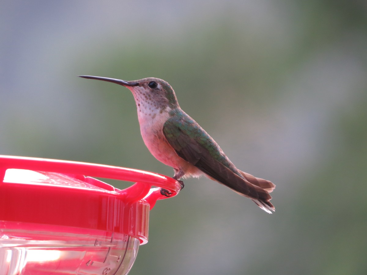 Broad-tailed Hummingbird - Bryant Olsen