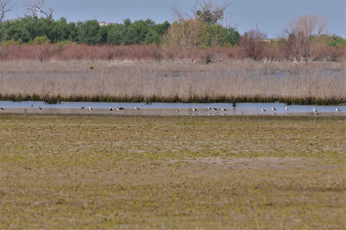 Black-necked Stilt - ML108983761