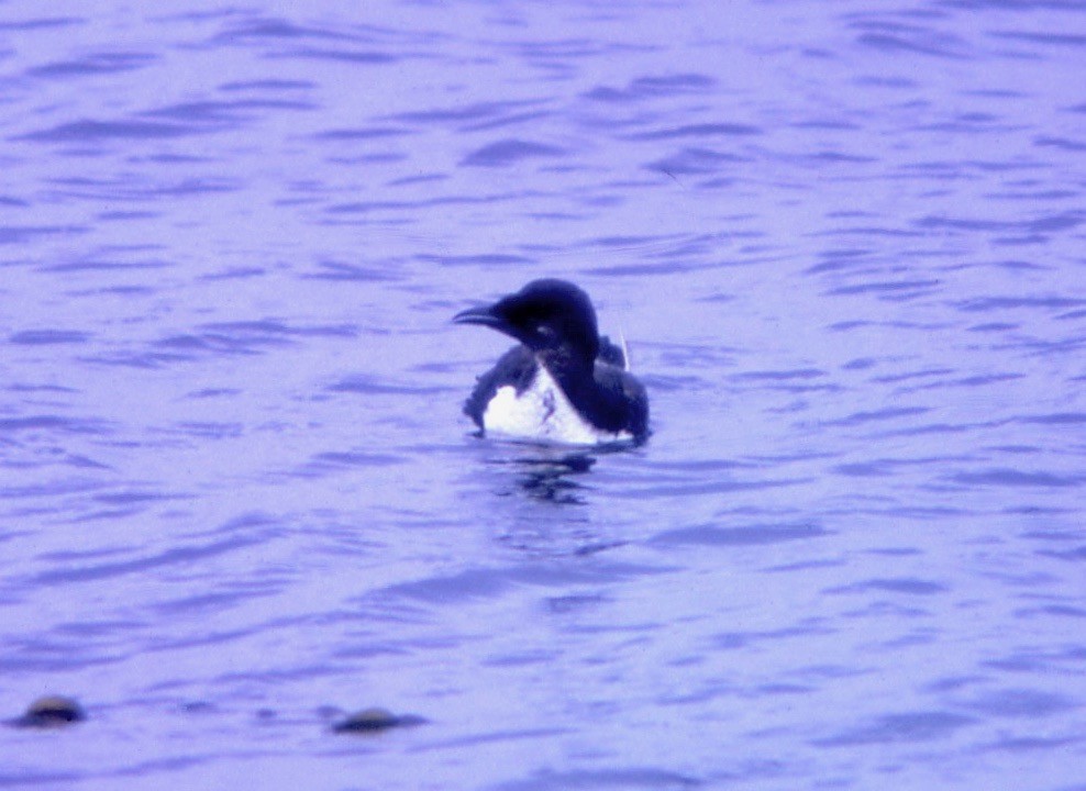 Thick-billed Murre - ML108983801