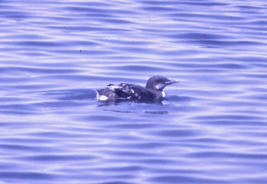 Thick-billed Murre - ML108983811