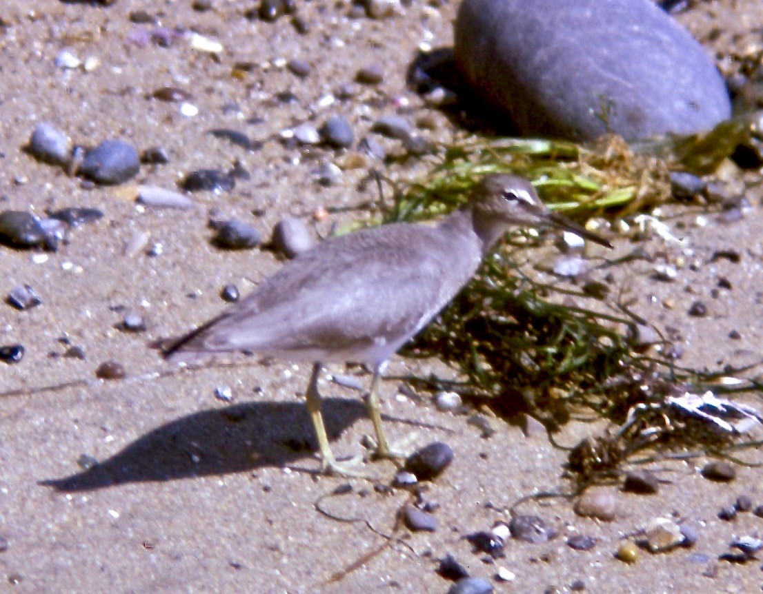 Wandering Tattler - ML108984081