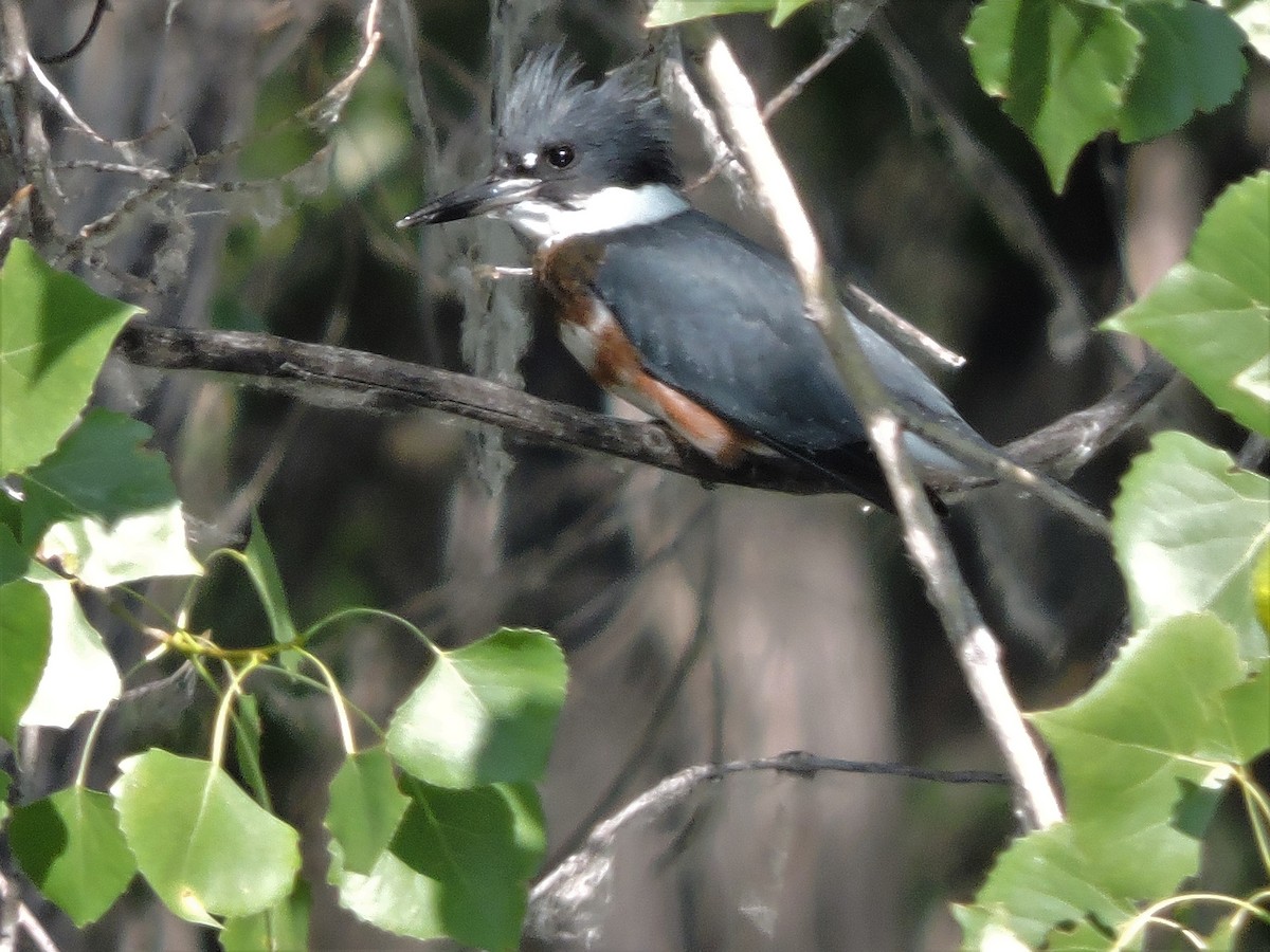 Belted Kingfisher - ML108984101
