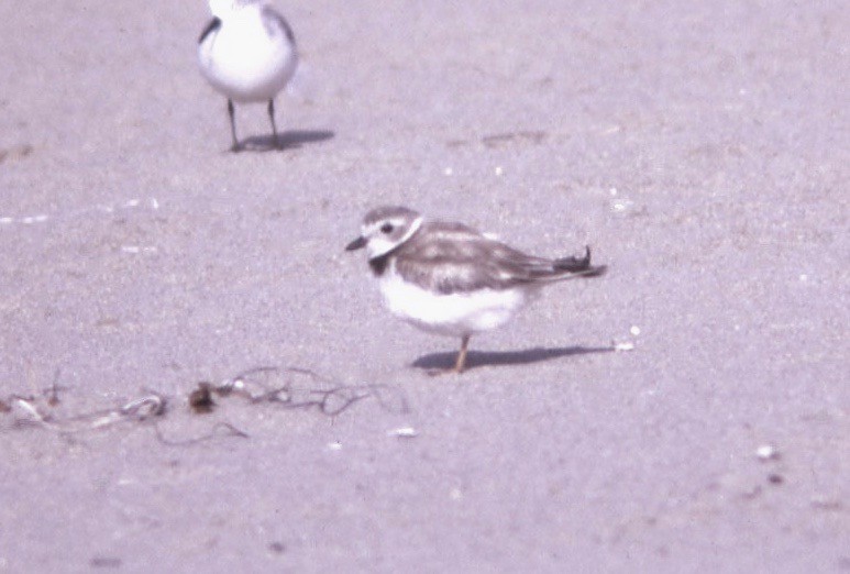 Piping Plover - ML108985251