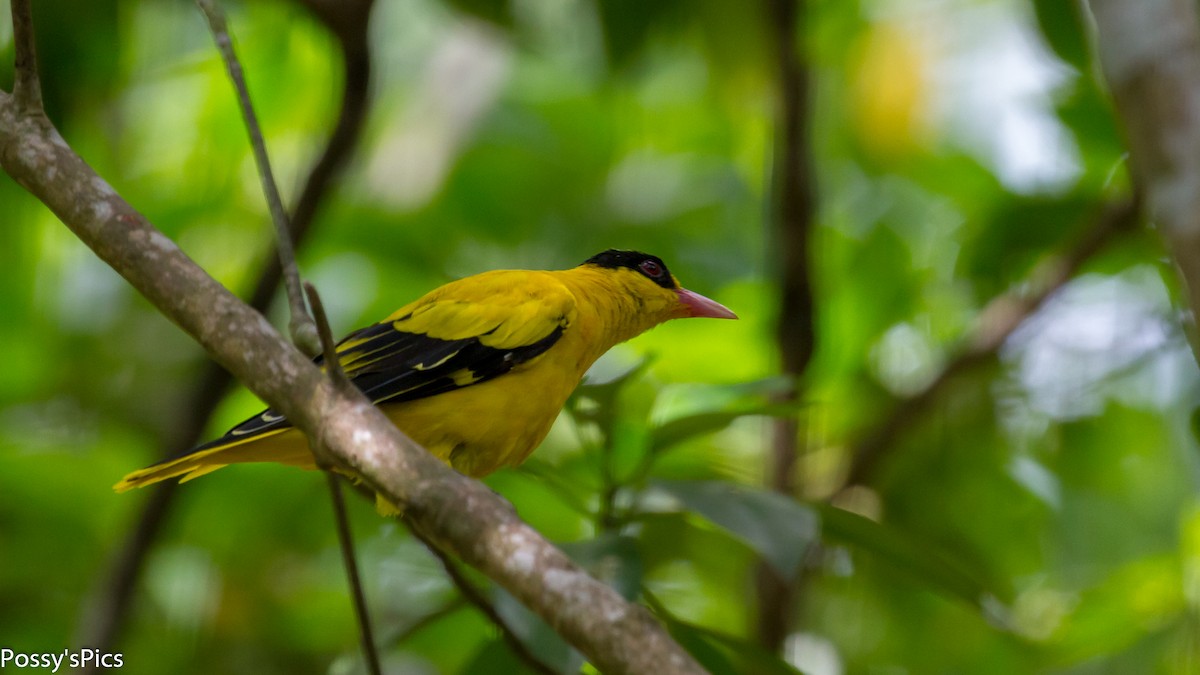 Black-naped Oriole - Graham Possingham