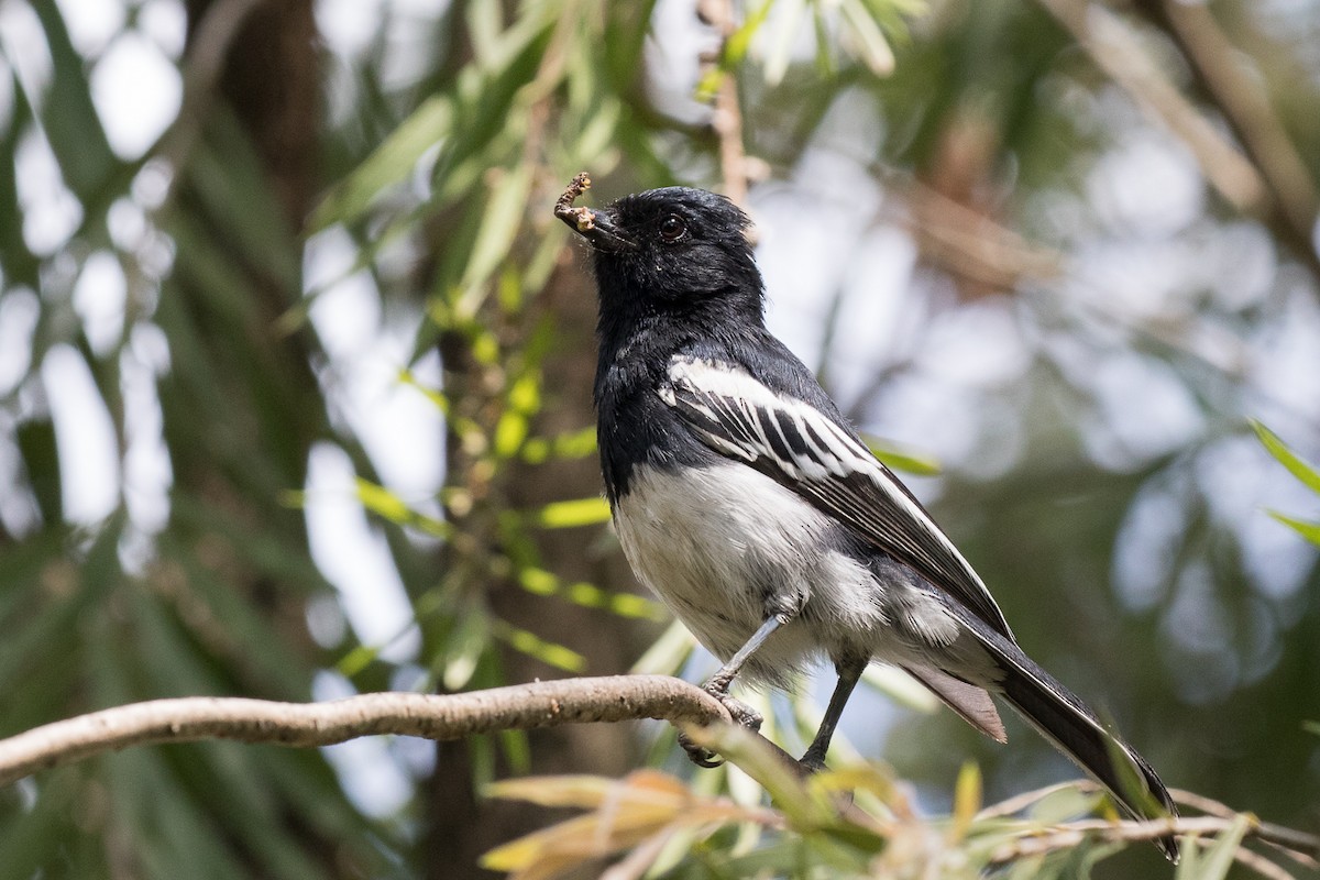 White-bellied Tit - Garrett Lau