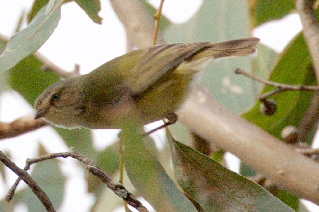 Weebill - ML108988091