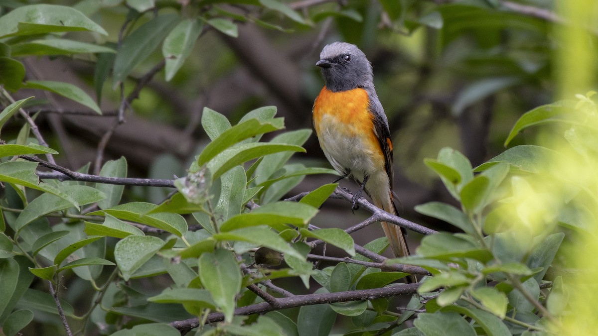 Small Minivet - Parmil Kumar