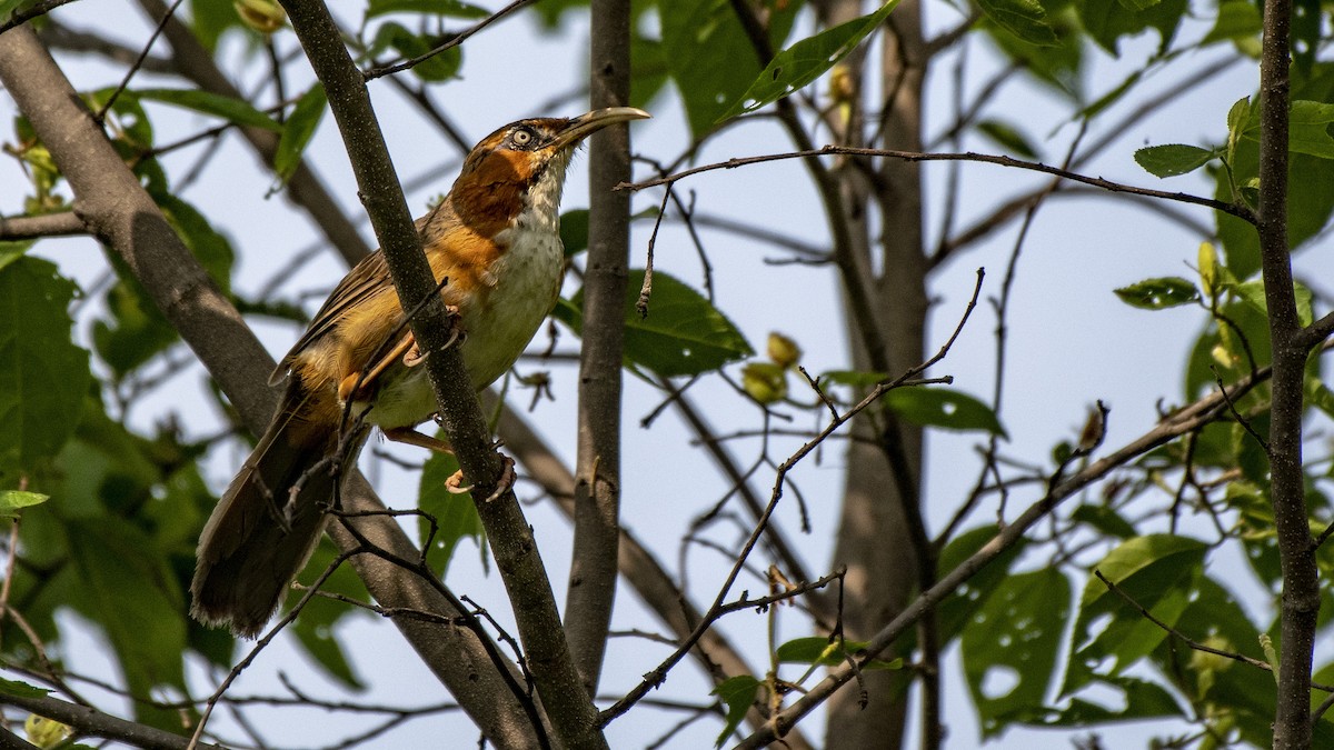 Rusty-cheeked Scimitar-Babbler - ML108988841