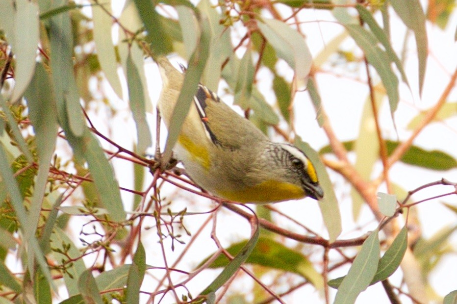 Pardalote Estriado - ML108989061