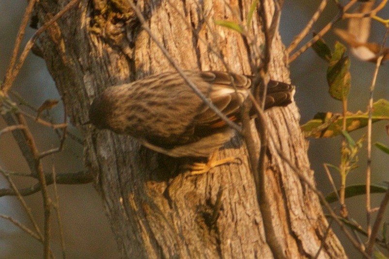 Varied Sittella - ML108989481