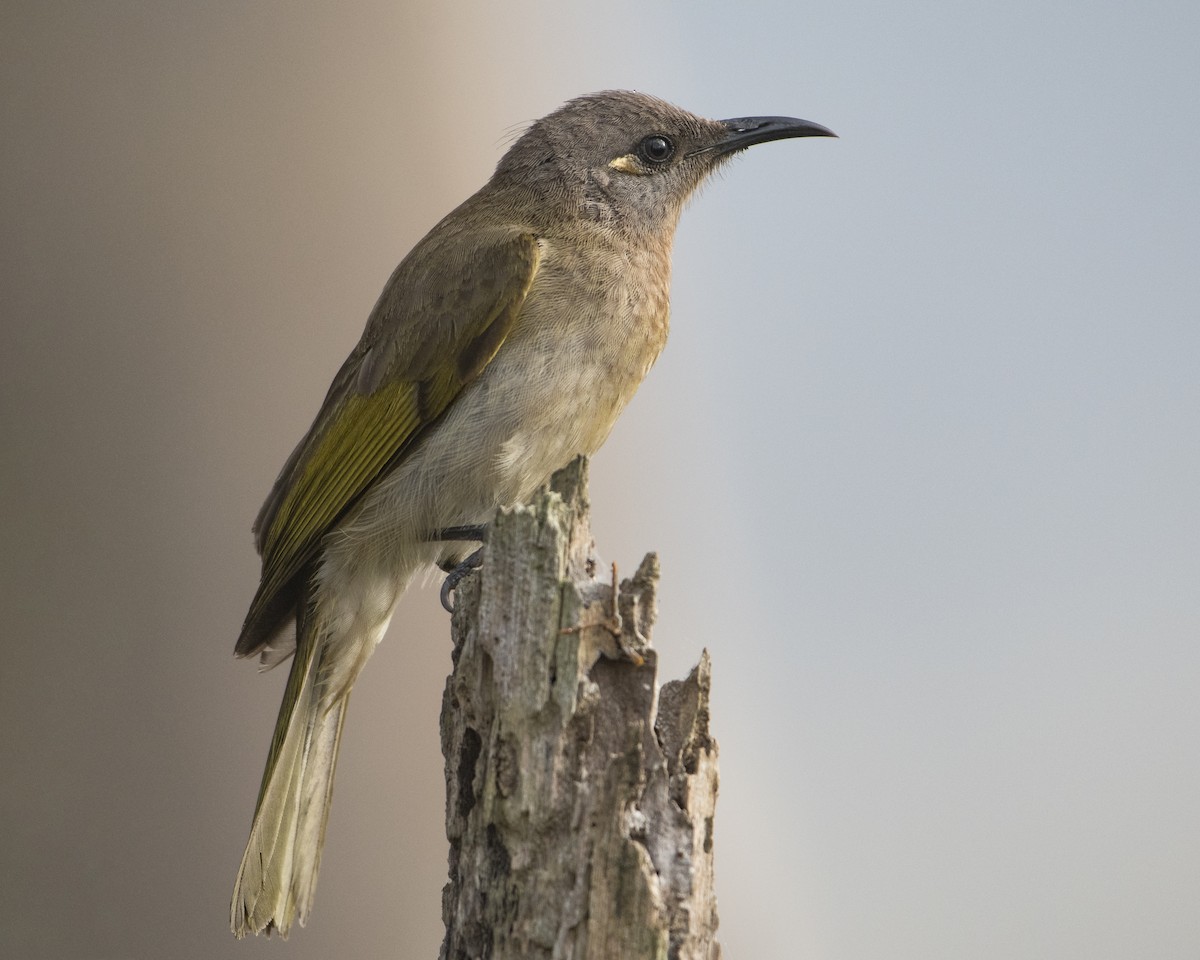 Brown Honeyeater - ML108990951