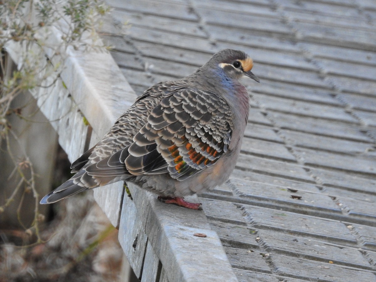 Common Bronzewing - Jeffrey Crawley