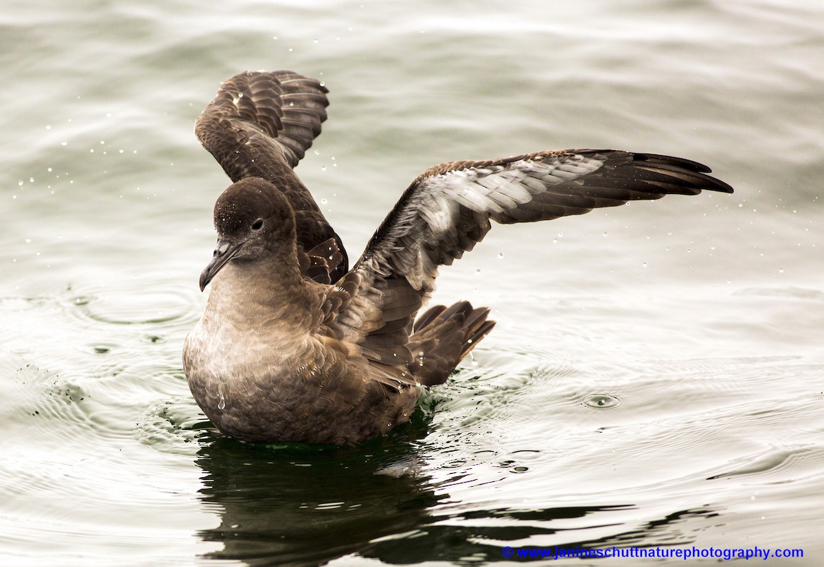 Sooty Shearwater - ML108991811