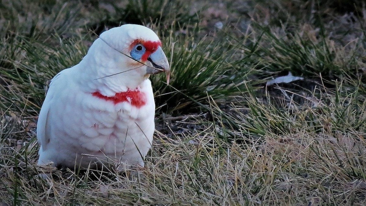 Long-billed Corella - Ash Allnutt