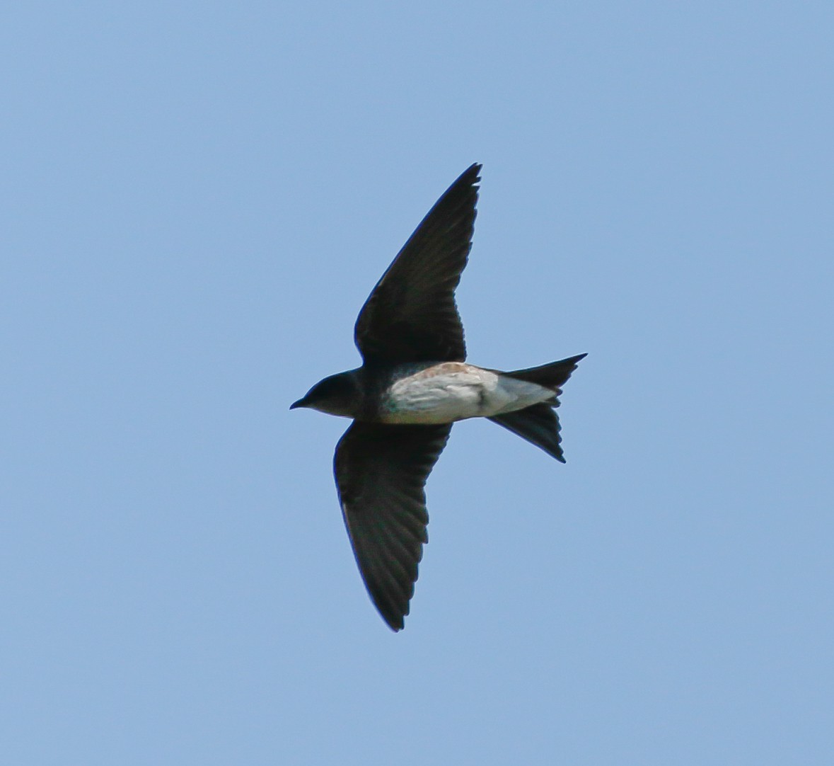 Golondrina Purpúrea - ML108992821