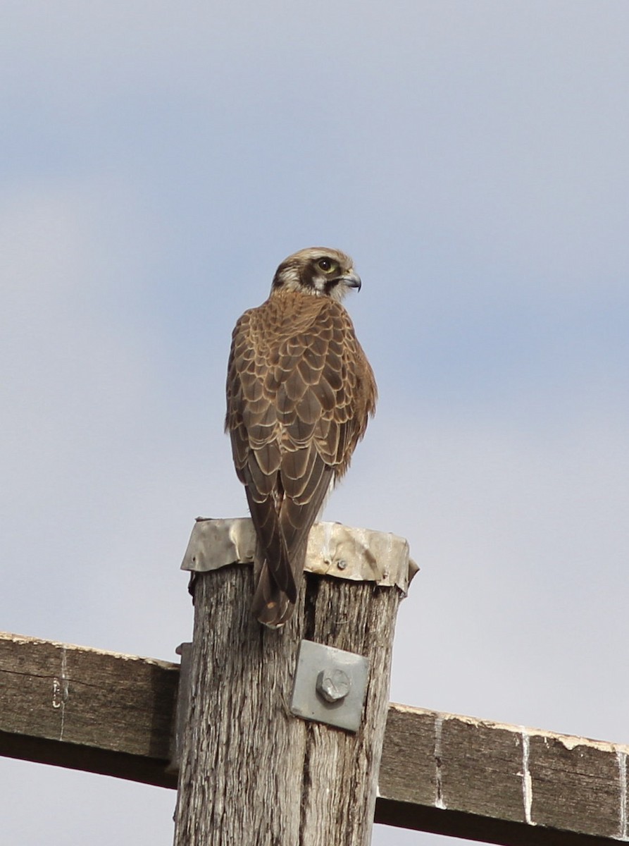 Brown Falcon - ML108993101