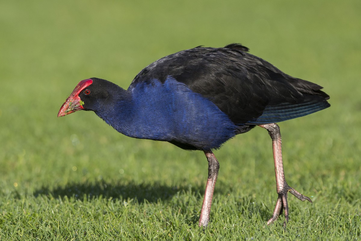 Australasian Swamphen - Oscar Thomas