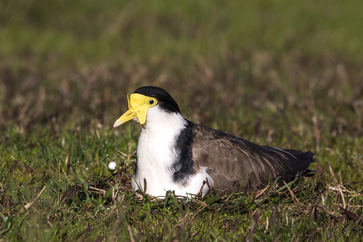 Masked Lapwing - ML108993451