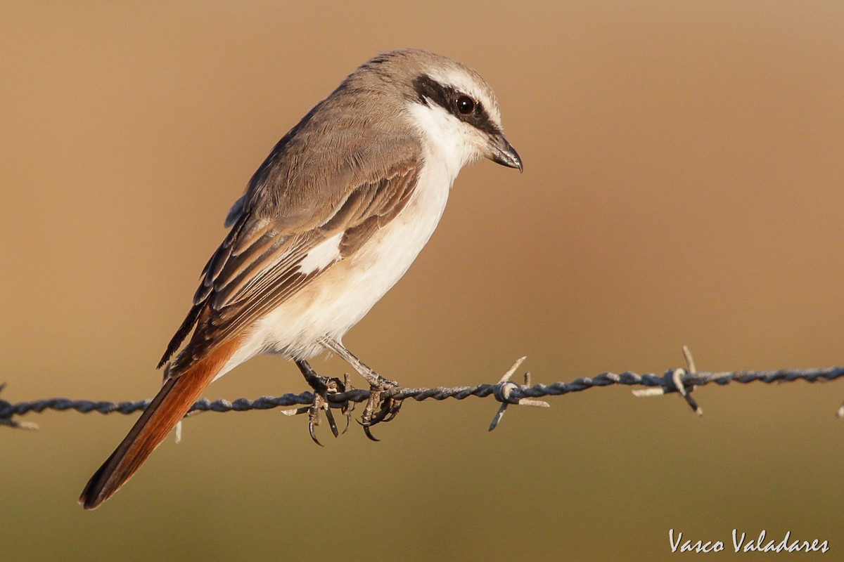 Red-tailed Shrike - ML108993591