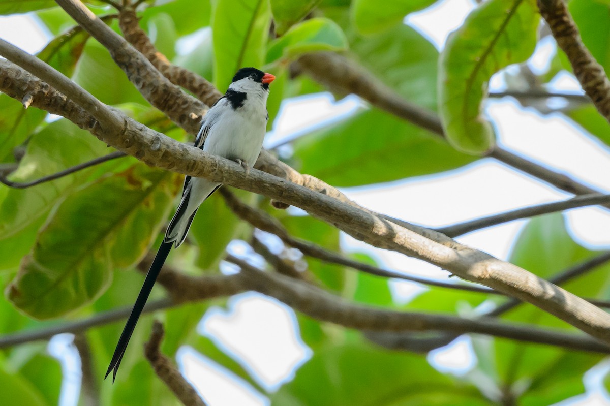 Pin-tailed Whydah - ML108993871