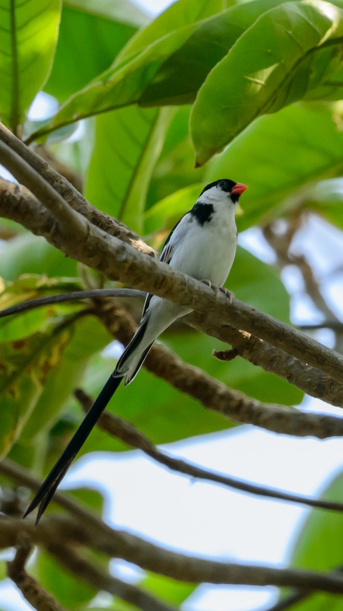 Pin-tailed Whydah - ML108993881