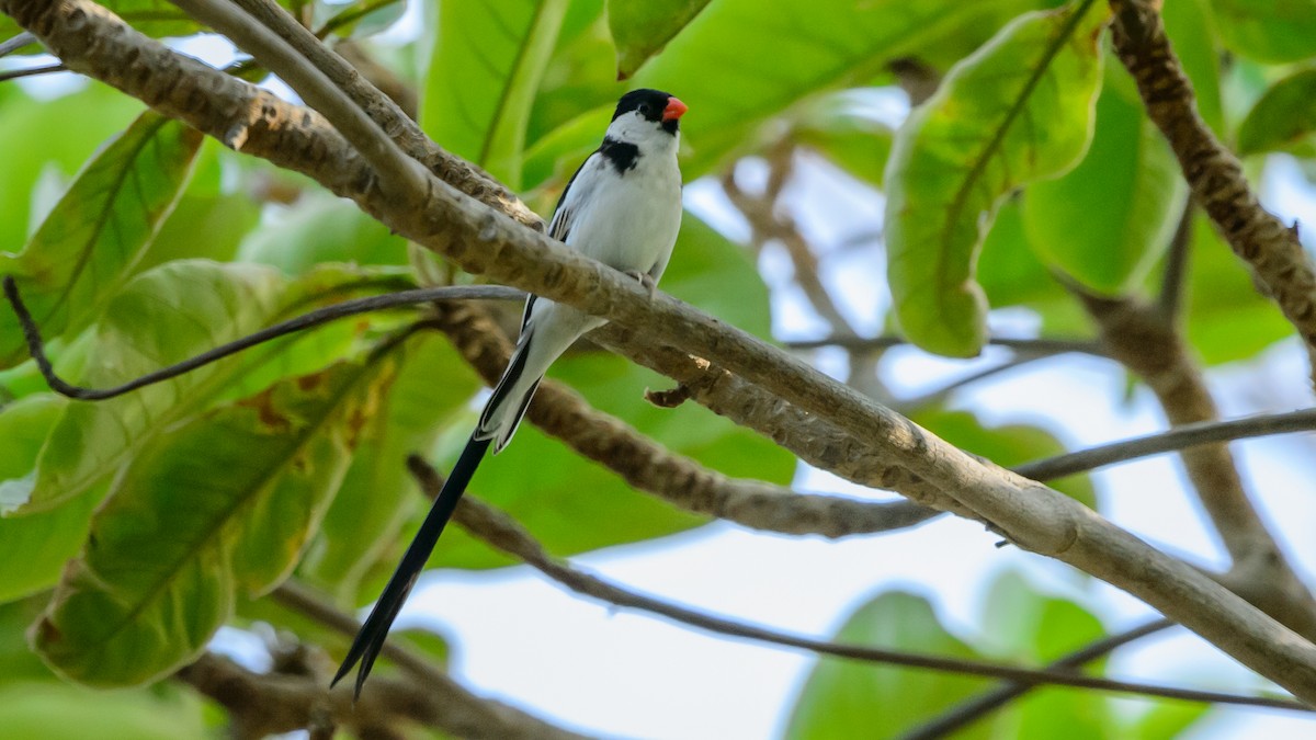 Pin-tailed Whydah - ML108993891