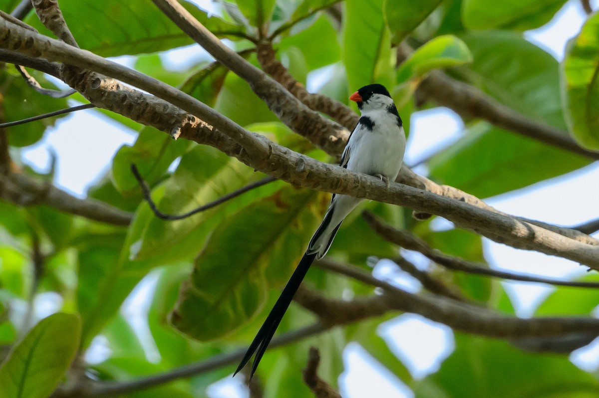 Pin-tailed Whydah - ML108993901
