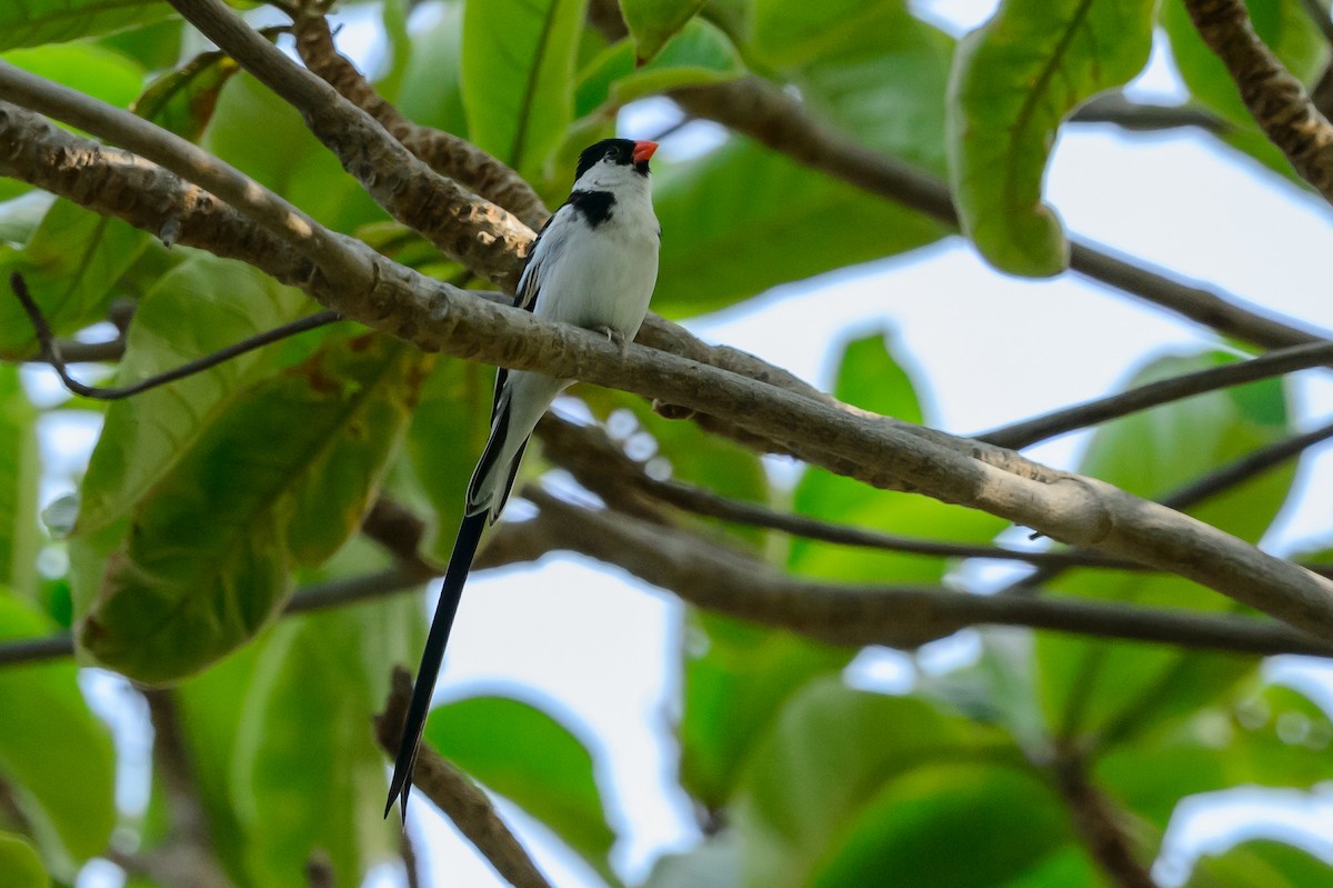 Pin-tailed Whydah - ML108993911