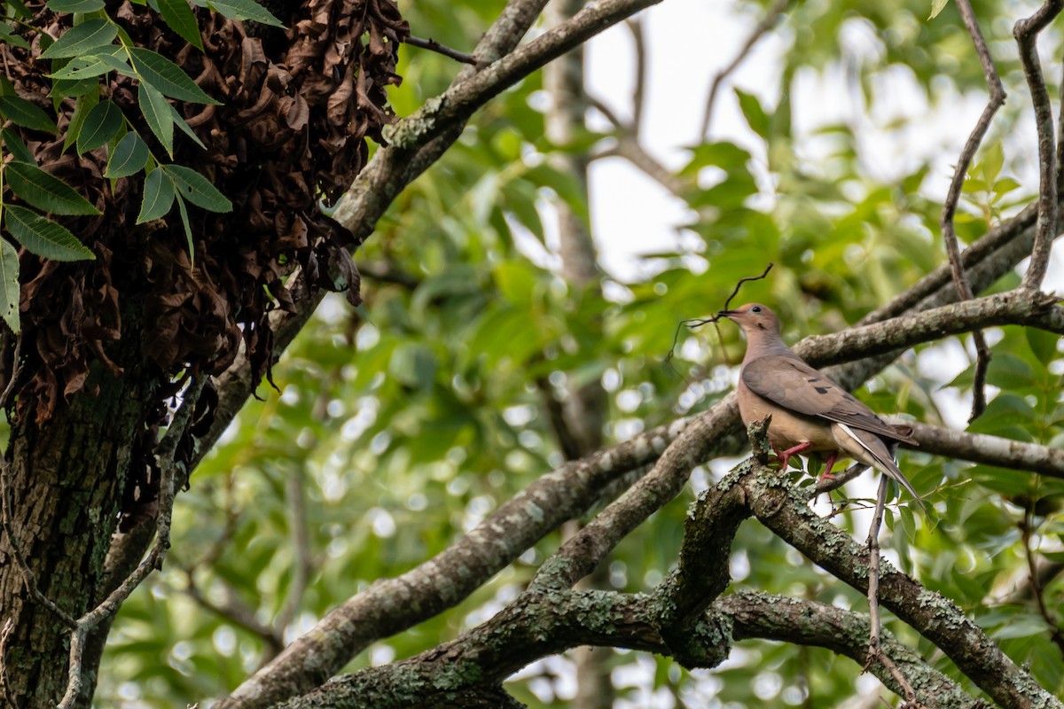 Mourning Dove - ML108993971