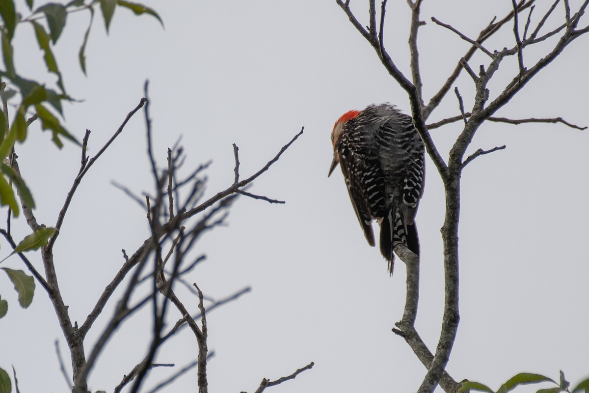 Red-bellied Woodpecker - ML108994001