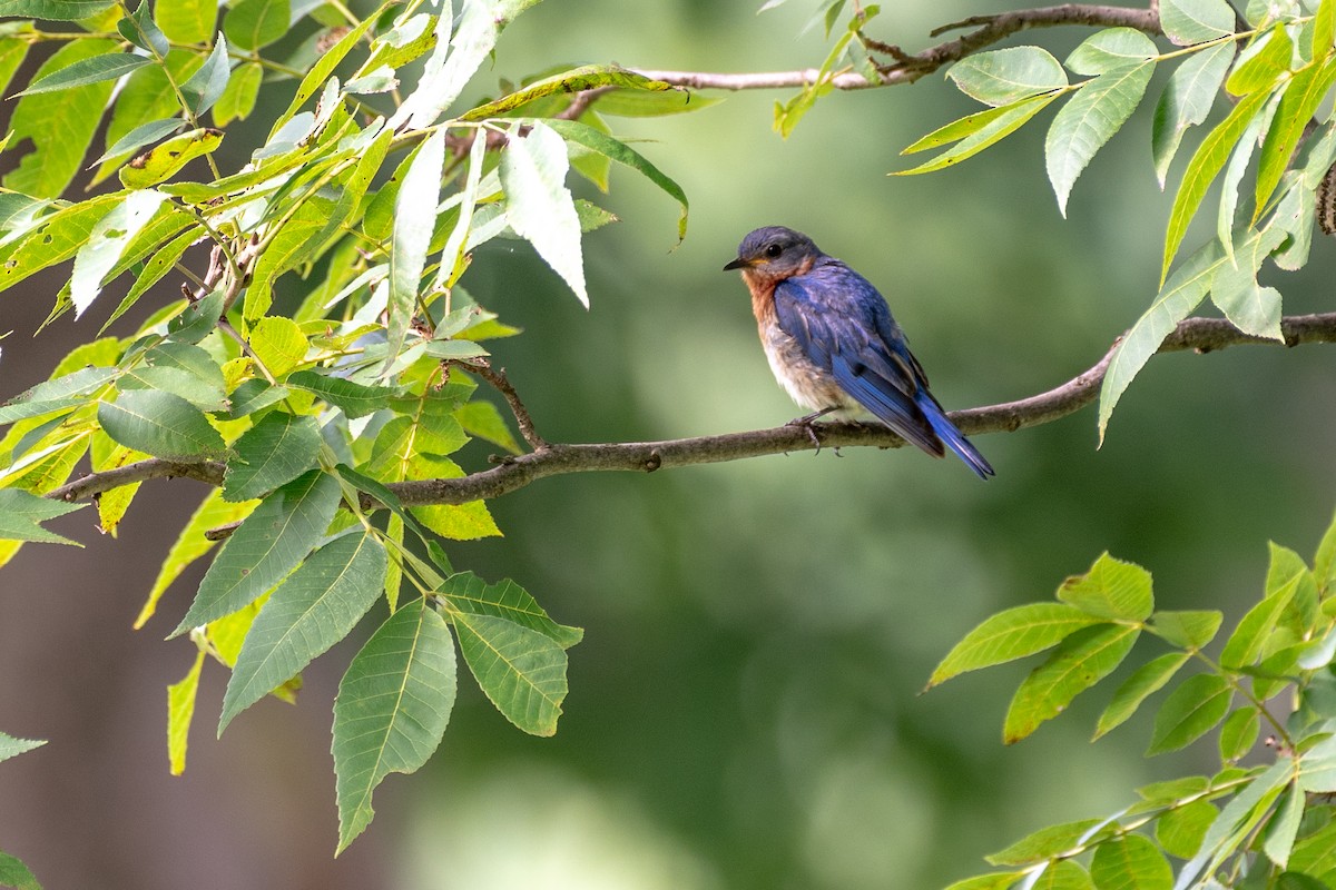 Eastern Bluebird - ML108994031