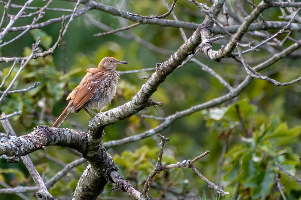 Brown Thrasher - ML108994041